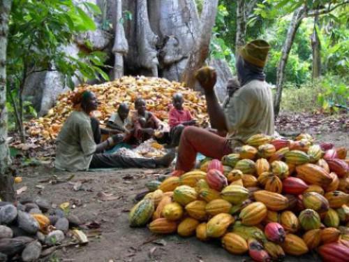 Cameroon: 22,400 tons of Grade 1 cocoa bought during the 2016-2017 campaign were rejected at port