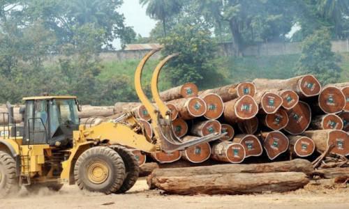 In 2017, EU’s timber imports slumped due to lower exports from Cameroon, Gabon and Congo
