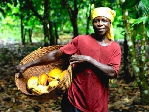 Dry season raises cocoa prices