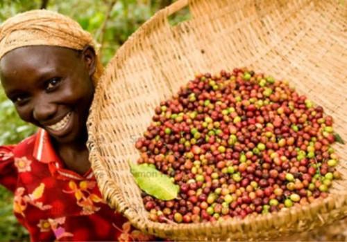 Cameroon: new drop in coffee production during 2014-2015 season, at 23,865 tons
