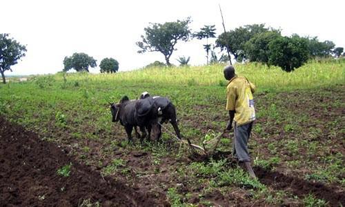 Over FCfa 190 million in funding for players in the agricultural sector in Northern Cameroon