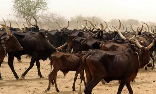 Cameroon: estimated at FCfa 8 billion, cattle thefts represent 15% of losses linked to the war against Boko Haram