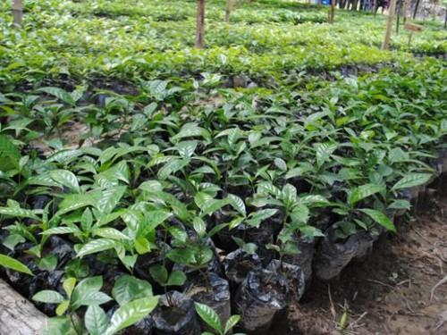 Cameroon targets 100 hectares of cocoa farm land with WCF support