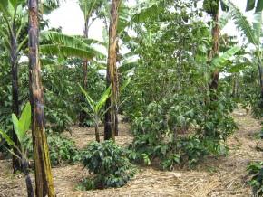 Convention to Boost Cocoa, Cocoa Production