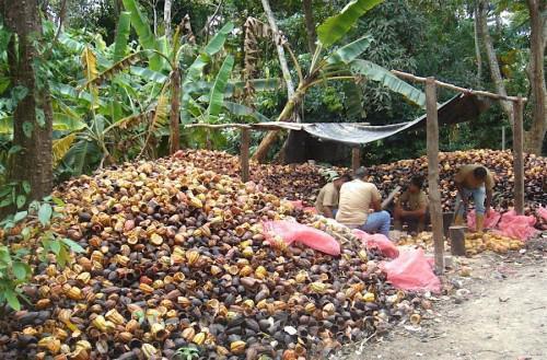 Cameroon is moving towards the production of electricity from cocoa pods