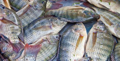Cameroon: Catalyzed by local production of cement and fish, imports have decreased by 13.4% in 2016