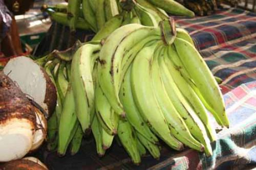 Cameroon: 1,000 hectares of plantain to be developed in the North-West 