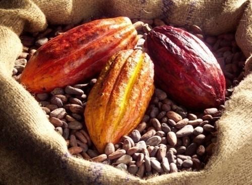 Cameroon: The “fight against illegal vendors” maintaining cocoa prices