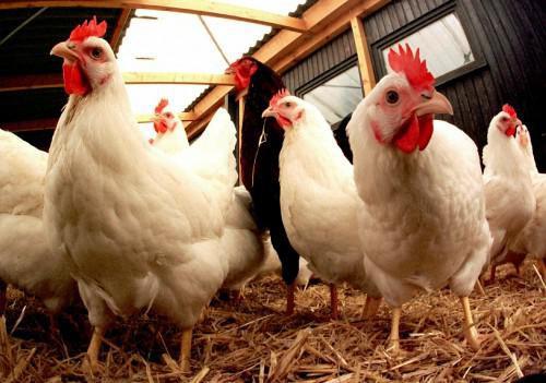 Bird flu: Emptying of farms started in the Central region, but ban on chicken sales remains