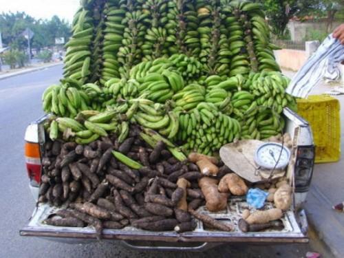 Cameroon loses 25% of post-harvest production due to inadequate preservation infrastructure