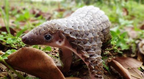Young trafficker detained with 100 Kg of pangolin scales in region of East Cameroon