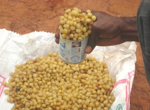 Rougier and WWF want to structure the marketing of wild mangoes in East-Cameroon
