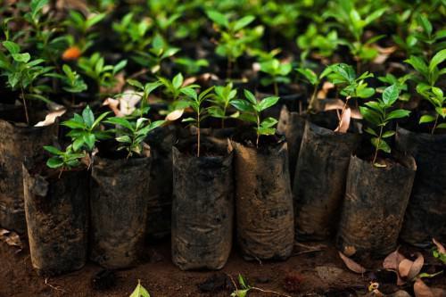 Cameroon: 4.5 million cocoa and coffee seedlings to be made available to producers in 2017