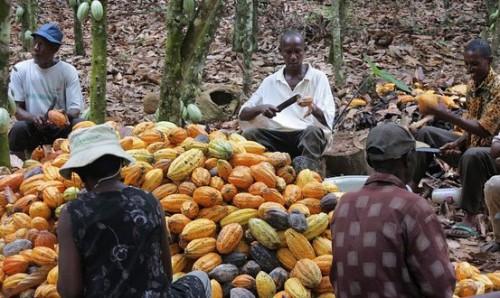 Cocoa certification training centre created in Lékié, the largest Cameroonian farming bonus