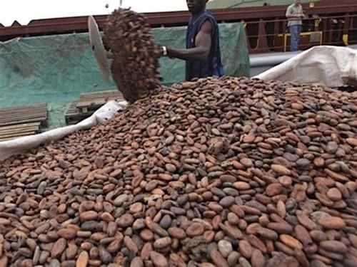 Cameroonian cocoa farm gate price drops again by at least FCfa 125 per kilogram, within a week