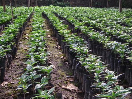 Cameroon: Towards the end of deficit in coffee plants