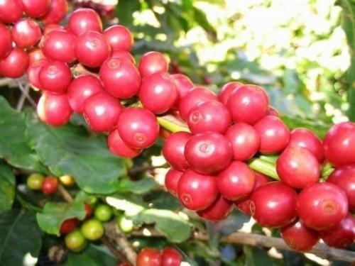 Cameroun exported barely 9,000 tonnes of Robusta and Arabica coffee since the end of May 2014