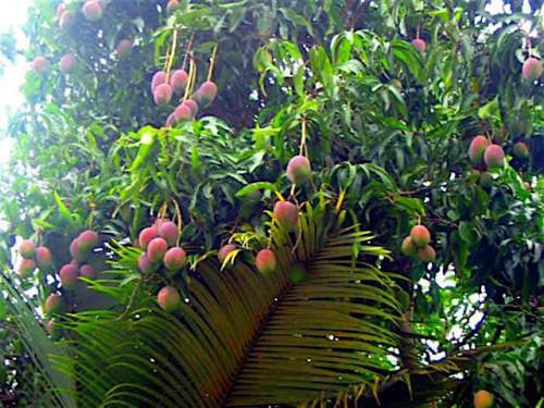 Sud Cameroun Hévéa drawn to growing fruit trees, rice, maize and palm oil