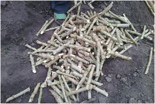 Over 720,000 cassava cuttings distributed to Cameroonian producers