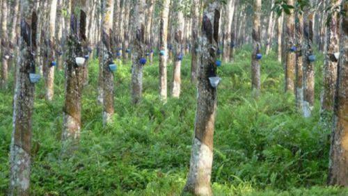 Sud Cameroun Hévéa will create a rubber tree professional training centre dedicated to the rubber trade