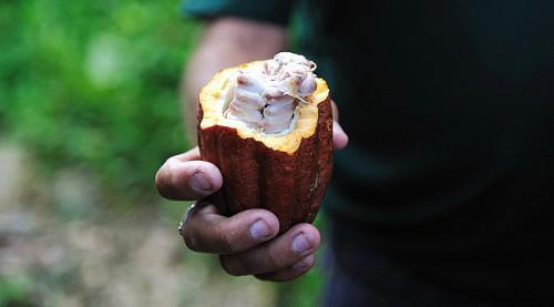 “Researchers at IRAD are working to develop cocoa and coffee varieties which will be more resilient to climate change”