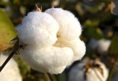 FCfa 900 million contract to be won at Sodecoton, to supply cotton packaging