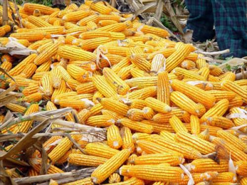 Eight products selected for sale on Cameroon’s future commodities exchange