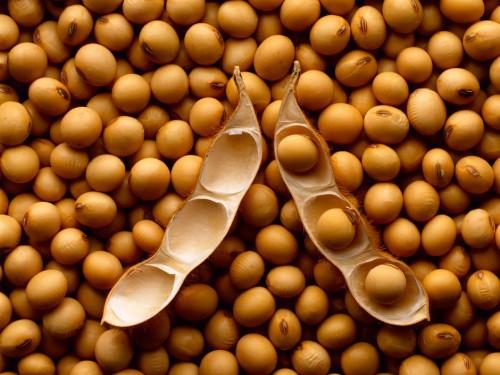 Cameroon: Sodecoton expects 16,000 tonnes of soya for the 2014-2015