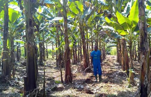 Cameroon: Naandan Jain France Sarl will provide irrigation equipment worth FCfa 385 million to CDC