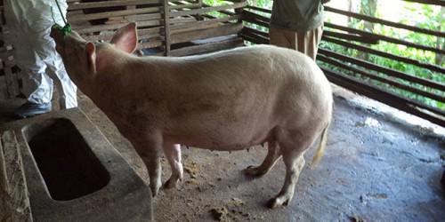 Cameroon: panic on swine fever leads to shortage of pork in Adamaoua