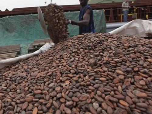 Farm gate prices for Cameroonian cacao climb up again, at FCfa 1,500 per kilogram
