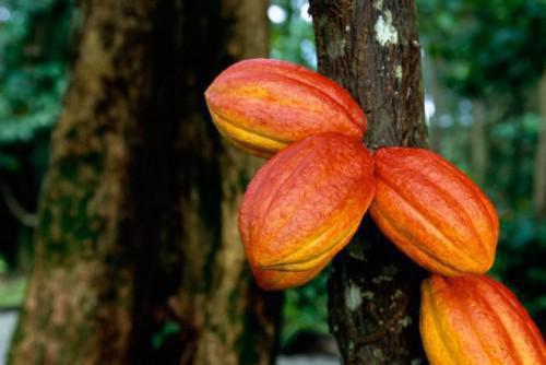 Cameroon’s cocoa production taken over by Nigeria