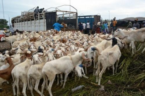 Central Africa refines strategy to eradicate sheep and goat plague in Yaoundé