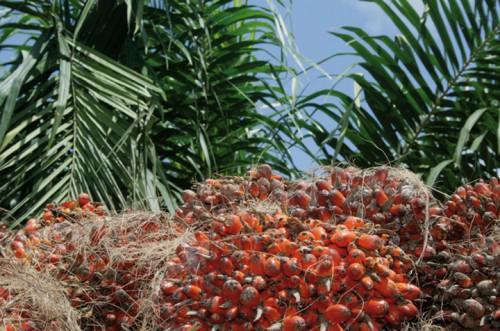 Cameroon: Safacam finalised the construction of a palm kernel oil production unit, during the first quarter 2016