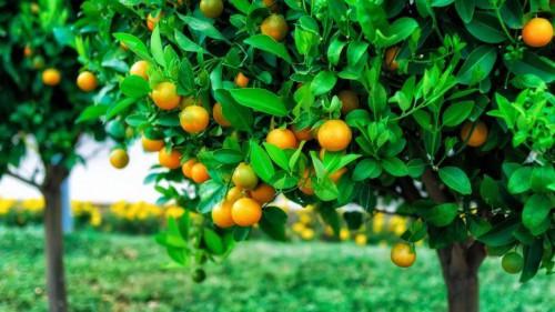 Cameroon: a 178.5 billion FCFA project to develop fruit tree cultivation