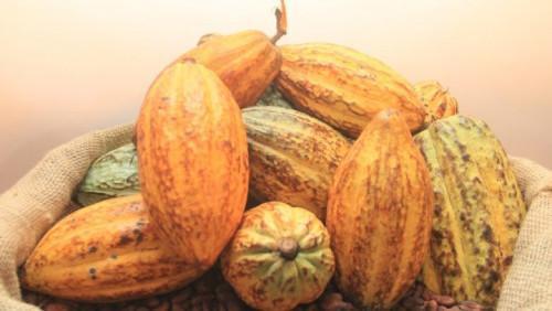 Cameroon: Cocoa processed in centers of excellence fetches over XAF1,600 per Kg against XAF1,000 for average farm gate price