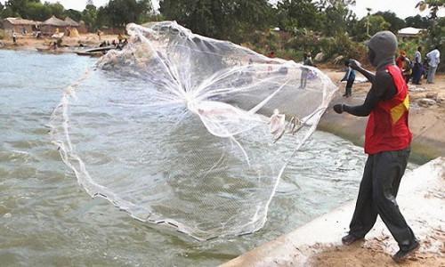 Cameroon plans large-scale aquaculture to reduce fish imports