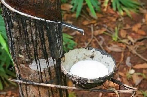 Cameroon: BEAC  expects rubber production to pick up in Q2-2021