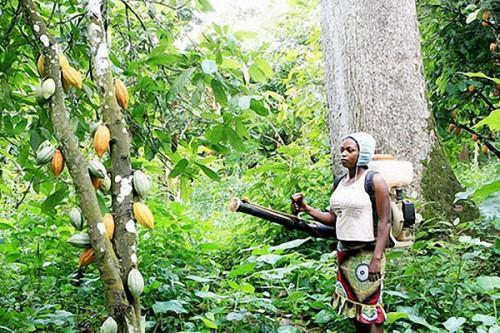 Cameroon CICC supports women in the cocoa sector in Eastern region