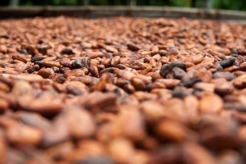 Cocoa : A bright future for Cameroon