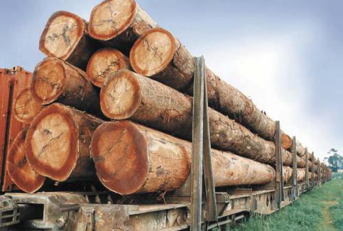 Cameroon shipped 135,491 m3 of timber to China earning Over CFA27bn between January and August 2018