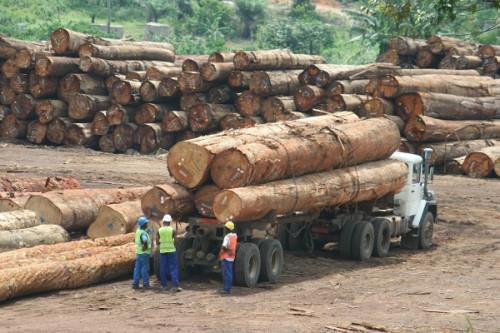 Cameroon: Timber production dropped 20% in 2018-2020 due to the Anglophone crisis