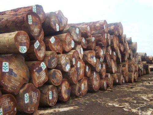The price of Cameroon’s wood has increased on the international market