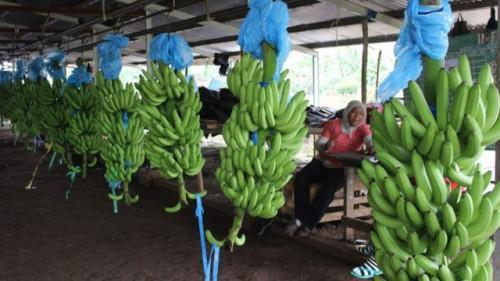Cameroon: Banana exports drop by 15.7% MoM to 17,258 tons in Feb 2021