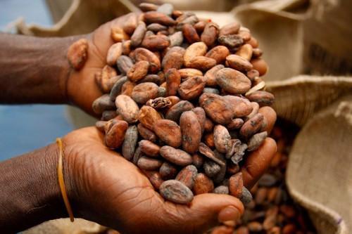 Cameroon: Cocoa prices pick up again, spurred by rising demand