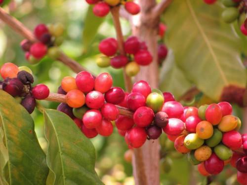 234 hectares of coffee farms were created in 4 years, through the New Generation of CICC