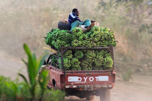 Cameroon: Agro-industry PHP forecasts turnover of FCfa 74 billion in 2016