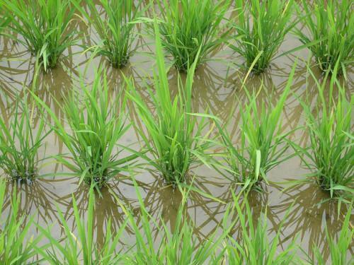 South Korea transfers Avangan rice farm to Cameroon