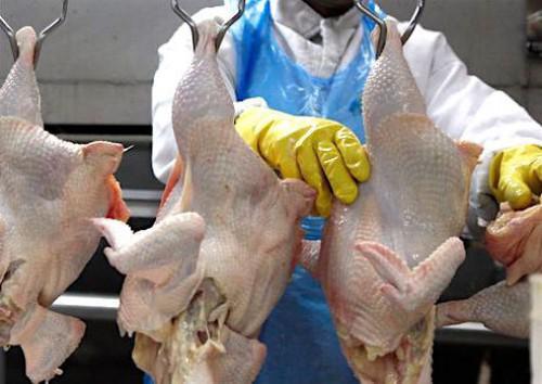 Cameroonian state injects FCfa 2 billion in private chicken production and processing project