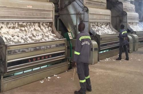 Cameroon’s coton production up 8.36% YoY to 328,448 tons in the 2019-2020 season